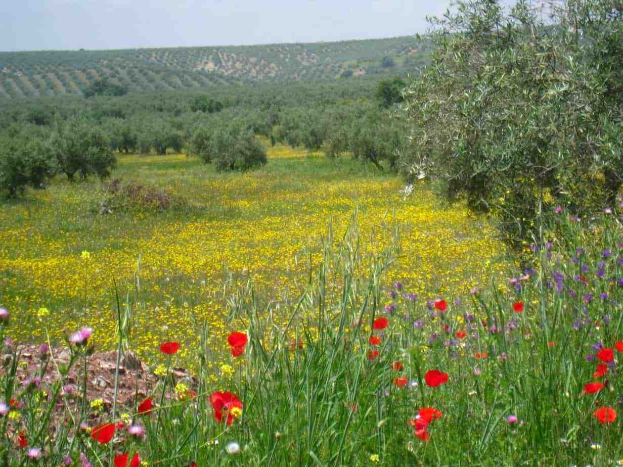 Olive groves along the Camino Mozarabe, Spain