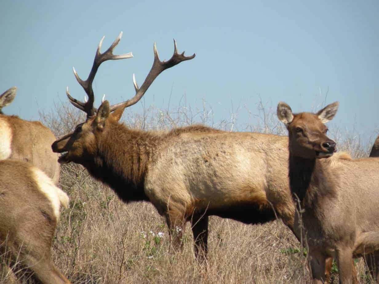 Tule Elk, Point Reyes