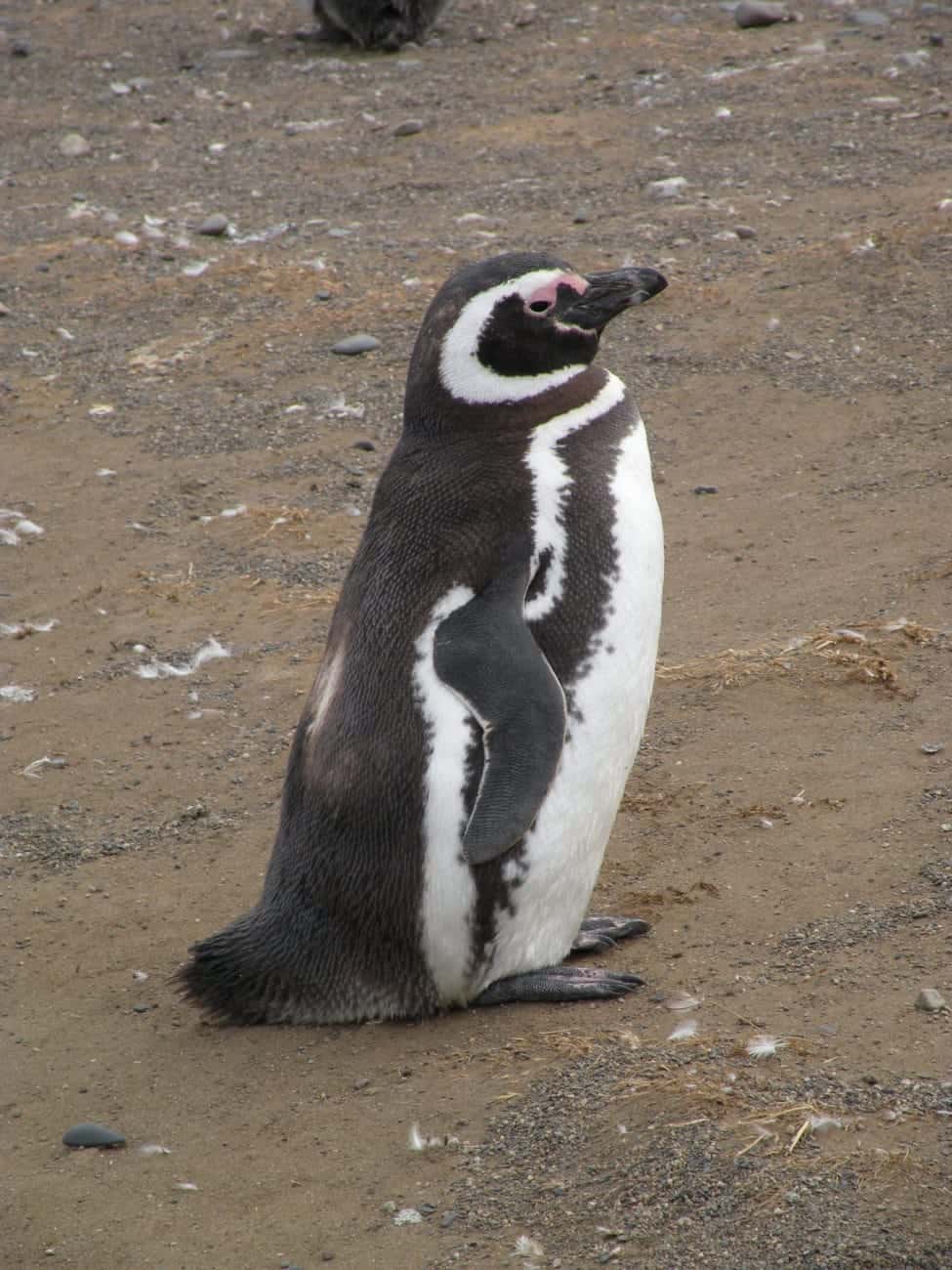 Proud penguin on Isla Magdalena, Chile