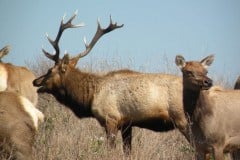Tule Elk, Point Reyes