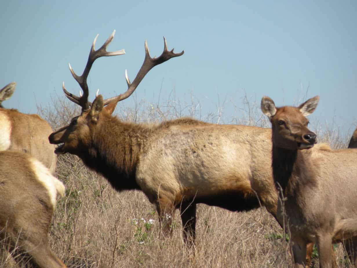 Tule elk at Pierce Point, Point Reyes Ntl. Seashore, Marin, CA
