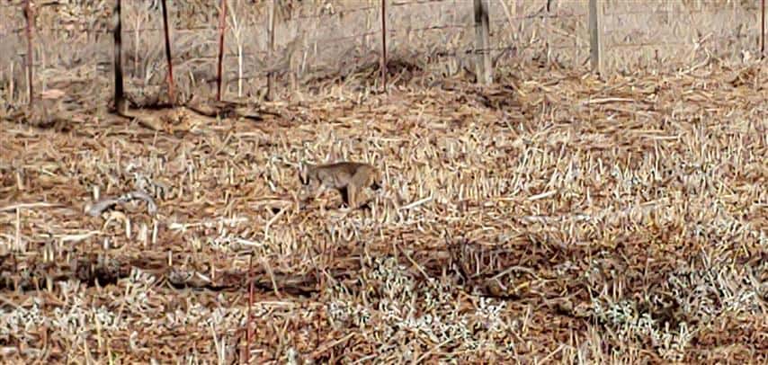Bobcat spotted enroute to Bills Hill